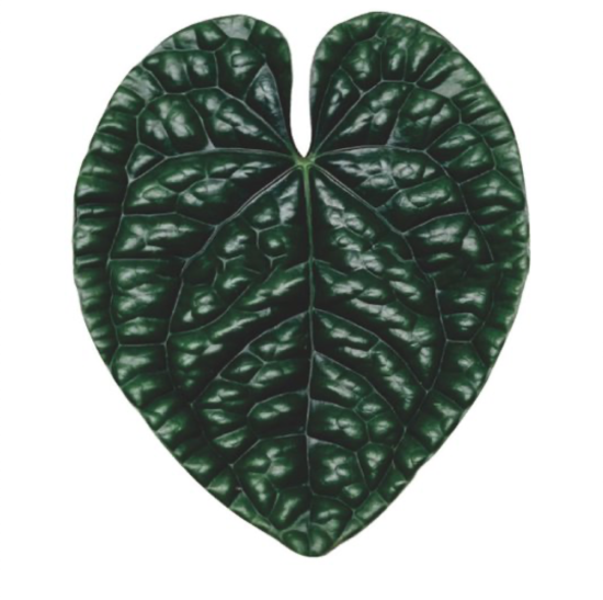 Groene bladeren magneten (8 stuks) 8 van de magneetshop.nl