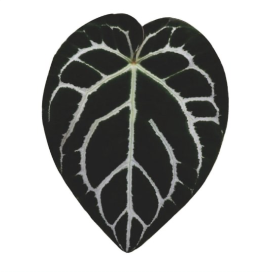 Groene bladeren magneten (8 stuks) 10 van de magneetshop.nl